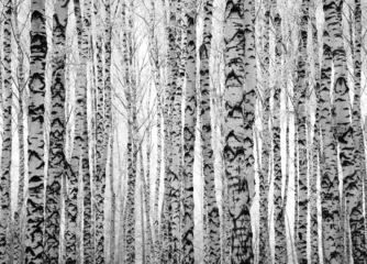 Fotobehang Winterstammen berkenbomen © Elena Kovaleva