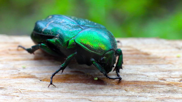 green beetle 