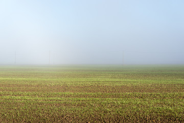 Fototapeta na wymiar beautiful green meadow in heavy mist