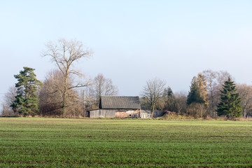 Fototapeta premium beautiful green meadow in heavy mist