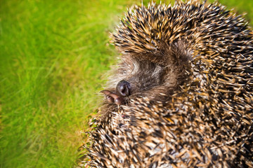 Hedgehog Curled on the Green Grass.