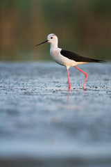 Black-winged Stilt