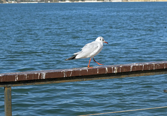 Marine gull