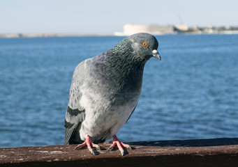 Pigeon