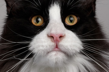Closeup black and white Maine Coon cat with pink nose