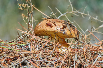 The fungus suillus