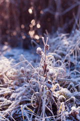 Winter evening landscape with snow-covered grass