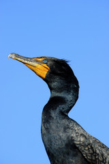 Double Crested Cormorant Profile
