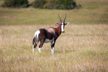 Bontebok antelope