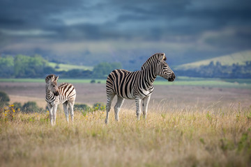 Fototapeta na wymiar Zebra mother and calf