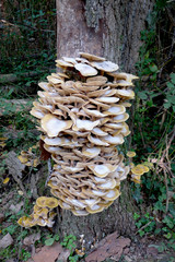 grappe de champignons