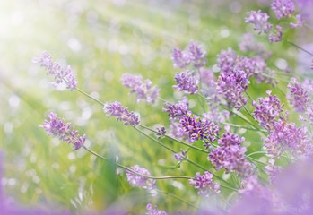 Lavender illuminated by the sunlight