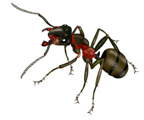 ant white background