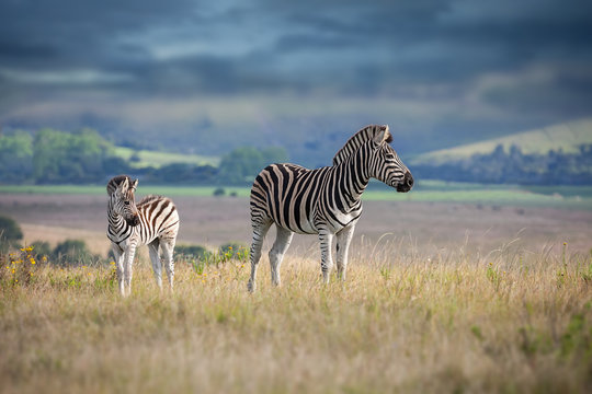 Zebra Mother And Calf