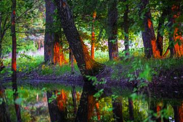 Birch Trees Near the Water in the Sunlight at Sunset.
