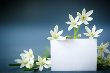 beautiful white flowers with a blank