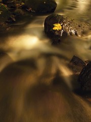 Autumn colorful leaf on wet slipper stone in stream