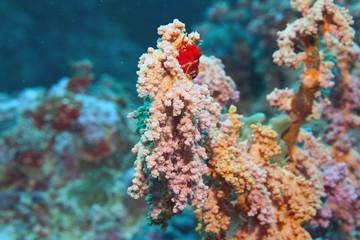 Fototapeta na wymiar soft corals