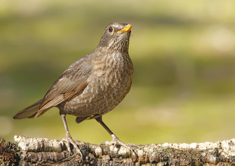 blackbird
