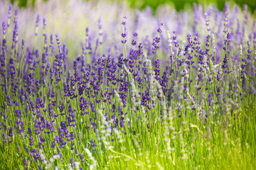 Macro lavender flowers in the field