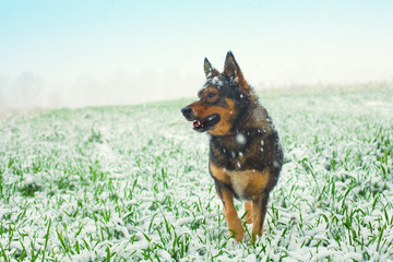 Dog walking on the green field cowered with first snow