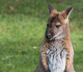 Cute Bennet Kangaroo on a meadow