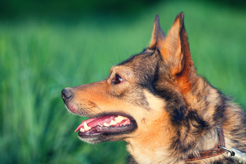 Portrait of dog in profile outdoors against green background