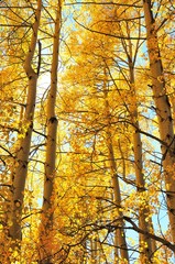 Fototapeta premium Golden Aspens