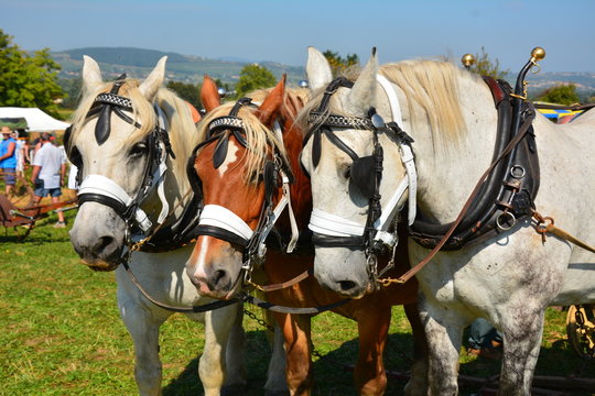 chevaux de traits