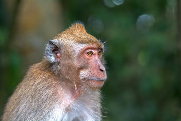 Bali macaque, Bali, Indonesia