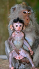 Bali macaques, Bali, Indonesia