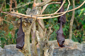 Large flying foxes, Bali, Indonesia