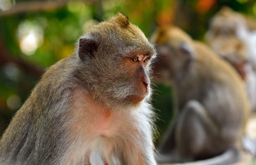 Bali macaque, Bali, Indonesia