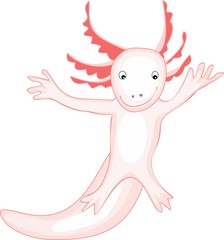 Axolotl (Mexican salamander)