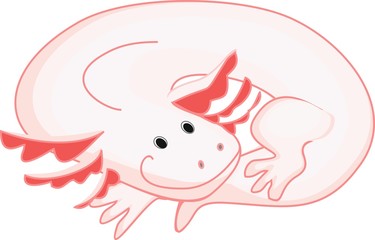 Axolotl (Mexican salamander)