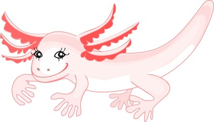 Axolotl (Mexican salamander)