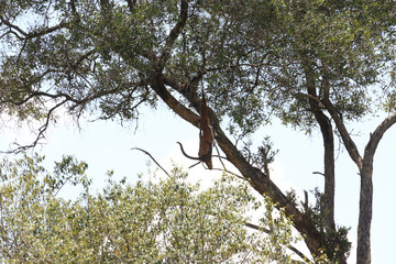 tote Beute im Baum