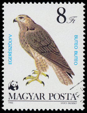 Stamp printed in Hungary shows "Bird of prey"