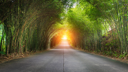 The road is surrounded by bamboo