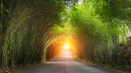The road is surrounded by bamboo