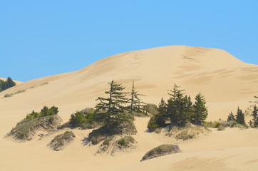 Fototapeta na wymiar Oregon Dunes