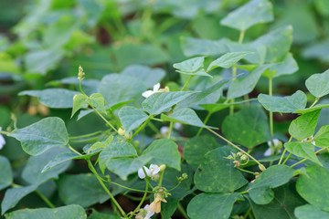 frijol or black bean plant detail from nicaraguan plantation