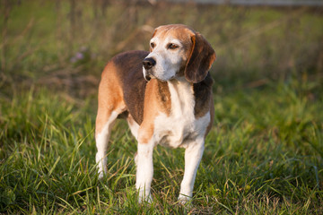 Naklejka na ściany i meble Beagle on meadow, pedigree dog standing on lawn in grass
