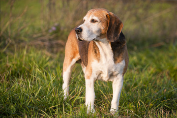 Naklejka na ściany i meble Beautiful purebred smart beagle hunting dog in summer pasture