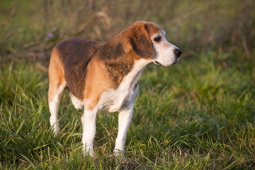 Beautiful purebred smart beagle hunting dog in summer pasture