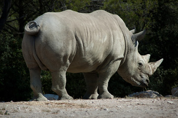 Naklejka premium Rhinocéros