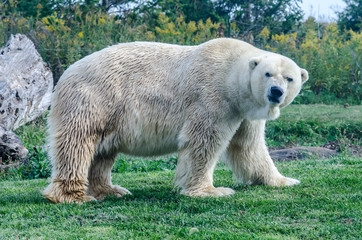 Fototapeta premium Polar Bear with Grumpy Face