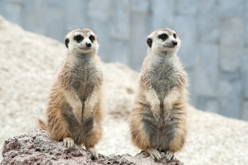 Suricates