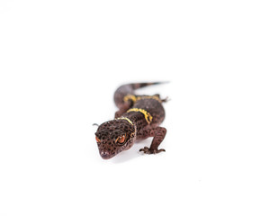 Chinese Cave Gecko 