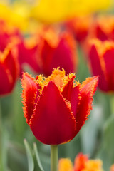 One Red-Yellow Tulip on a Background of Red and Yellow Tulips.